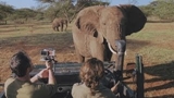 African Safari 3D