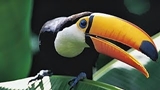 Amazonia – Abenteuer im Regenwald
