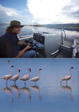 Auf purpurnen Schwingen – Das Geheimnis der Flamingos – deutsches Filmplakat – Film-Poster Kino-Plakat deutsch