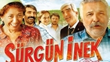 Sürgün Inek