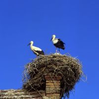 Brandenburg: Storchennest im Ruppiner Land - © Brandenburg TMB