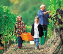 Rheinland-Pfalz: Bad Neuenahr-Ahrweiler, bei der Weinlese - © Dirk Topel Kommunikation GmbH