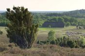 Lüneburger Heide Lüneburg Naturpark_Geopark Deutschland Ausflugsziele Freizeit Urlaub Reisen