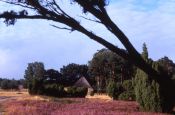 Lüneburger Heide Lüneburg Naturpark_Geopark Deutschland Ausflugsziele Freizeit Urlaub Reisen