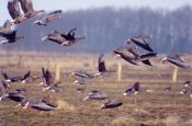 Naturpark Dümmer Diepholz Naturpark_Geopark Deutschland Ausflugsziele Freizeit Urlaub Reisen