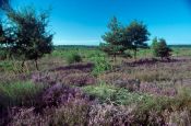 Niederlausitzer Heidelandschaft Elsterwerda Naturpark_Geopark Deutschland Ausflugsziele Freizeit Urlaub Reisen