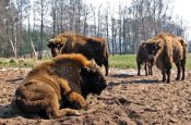 Nossentiner/Schwinzer Heide Karow Naturpark_Geopark Deutschland Ausflugsziele Freizeit Urlaub Reisen