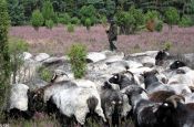 Südheide Celle Naturpark_Geopark Deutschland Ausflugsziele Freizeit Urlaub Reisen