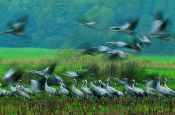 Lauenburgische Seen Ratzeburg Naturpark Deutschland Ausflugsziele Freizeit Urlaub Reisen